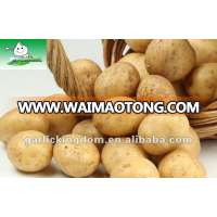 Holland Potato(150g-250g)