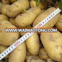 China fresh potato with best price