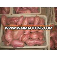 sweet potato/China sweet potato/Sweet Potato Price