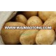 potato price/potato export