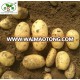 NEW POTATO / Fresh Potato:100G,150G,250,