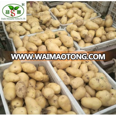 China (spring) fresh potato exports India, dubai/good quality and good taste.