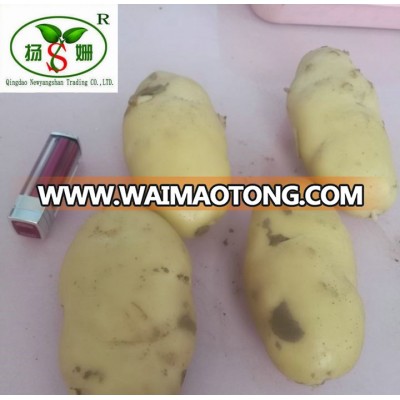 Premium Fresh Potato Bright Yellow Skin