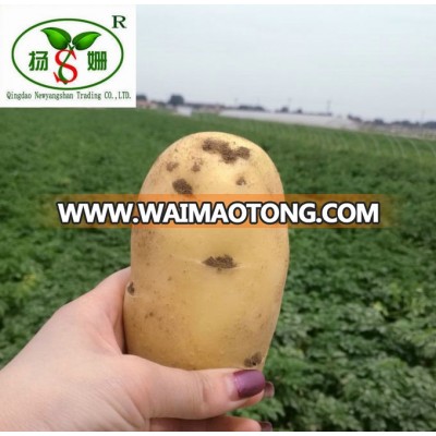 ( HOT) Shandong greenhouses potatoes