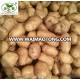 2018 New Product Holland Potatoes (hot sale)