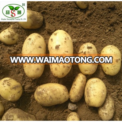 Chinese Yellow Potato/Sweet Potato Seed