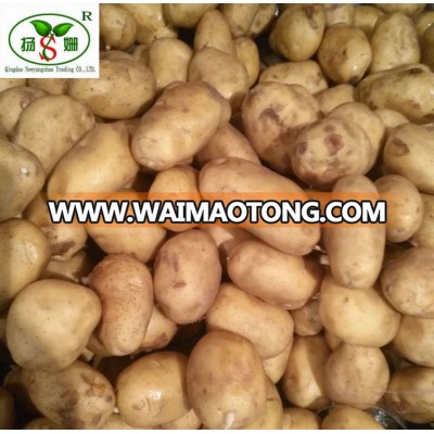 Hot Sale New Crop Crisp Potato