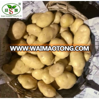 (HOT) fresh green Potatoes/fresh potato