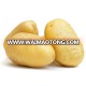 2017 new crop fresh potato from china