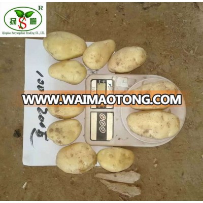 (HOT) FRESH POTATO /FRESH POTATO IN CHINA