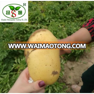 The shape of China's most beautiful fresh potato in shandong