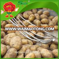 good price organic potato