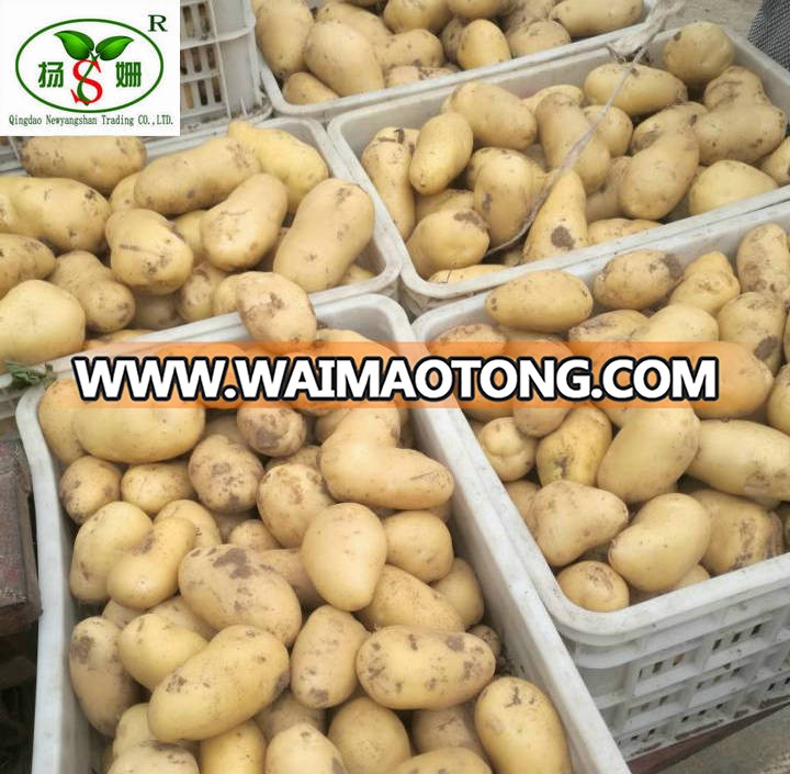 New Season Fresh Potato On Hot Sale/Fresh Potatoes/HOLLAND POTATO