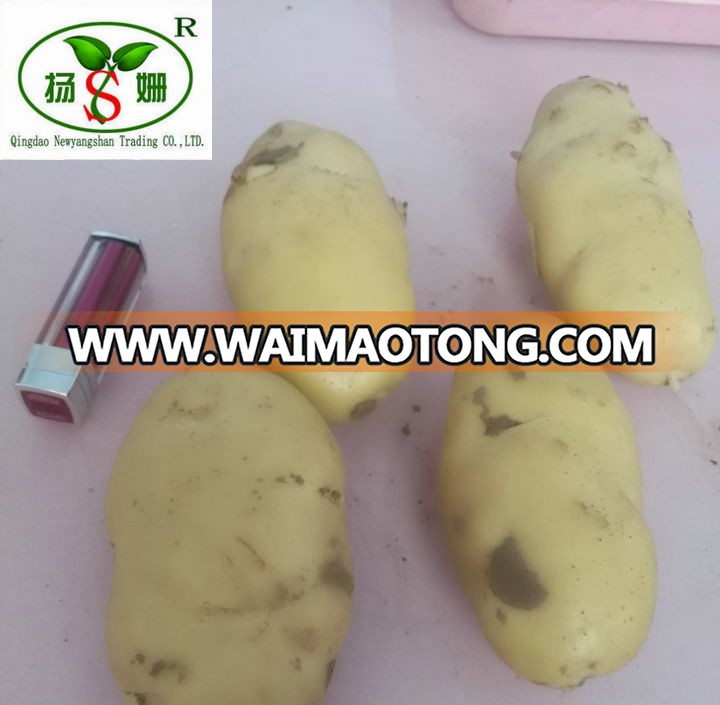 2016 Fresh Potato Price In China Holland Potato Yellow Potato