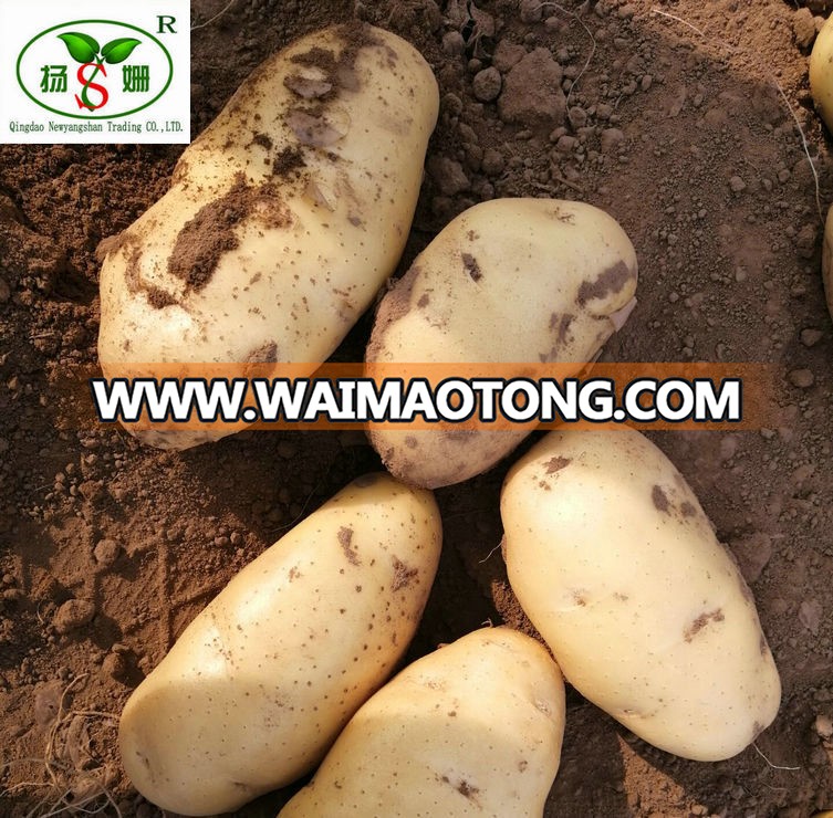 150-250g Best Holland Potato 2016 Fresh Potato