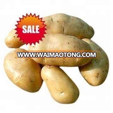 Wholesale holland bulk sweet potato 2018 new price